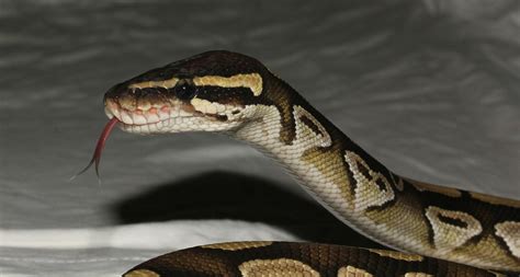 Zehn Pythons auf der Straße entdeckt - UnserTirol24