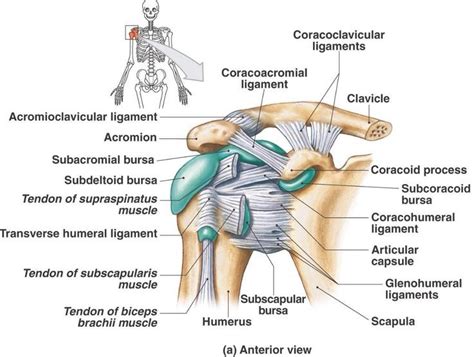 Anterior aspect of the shoulder including ligaments and bursa ...
