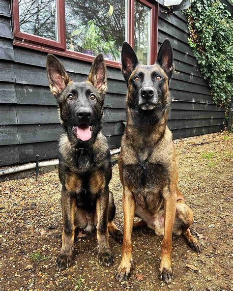 Buster - 6 month old male German Shepherd cross Belgian Malinois ...