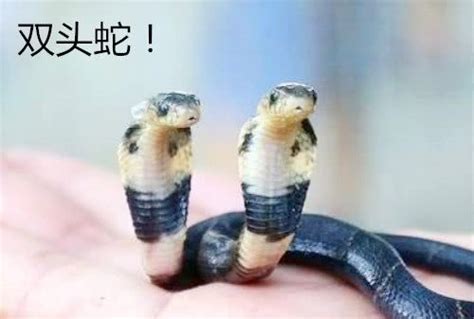 传说中的“双头蛇”竟真的存在，仅能存活一周左右，十分罕见！
