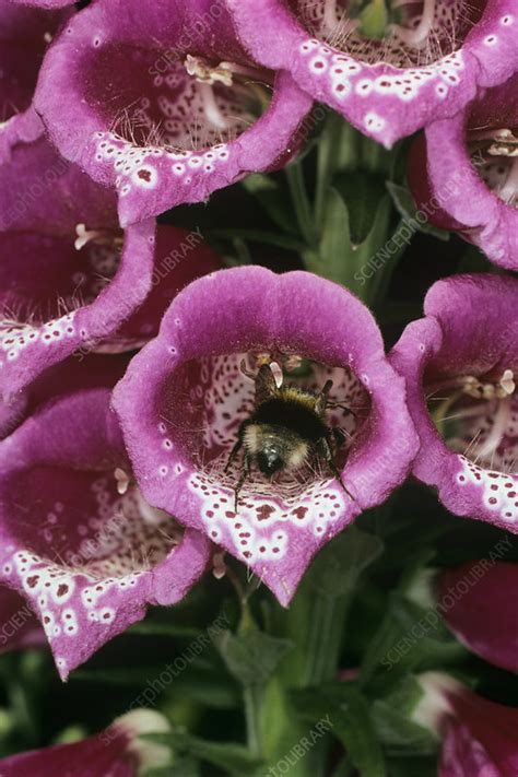 Bee pollination - Stock Image - B786/0819 - Science Photo Library