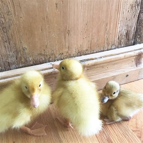 Little Farmstead: Ducklings and Chicks ~ So Happy Together (So Far!)