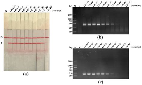 Recombinase-Aided Amplification Coupled with Lateral Flow Dipstick for ...