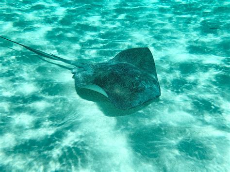 Stingray Stings: How to Avoid and Treat Them | San Diego Surf School