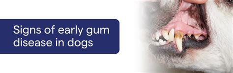 Signs of Early Gum Disease in Dogs: What Every Dog Parent – K9 Vitality