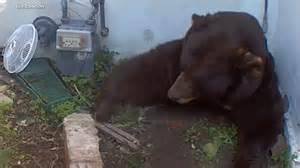 Altadena, California man finds bear living in crawl space underneath ...