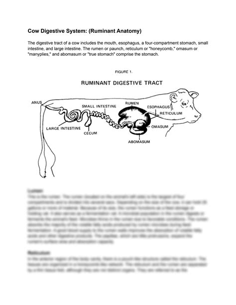 SOLUTION: Cow digestive system ruminant anatomy - Studypool