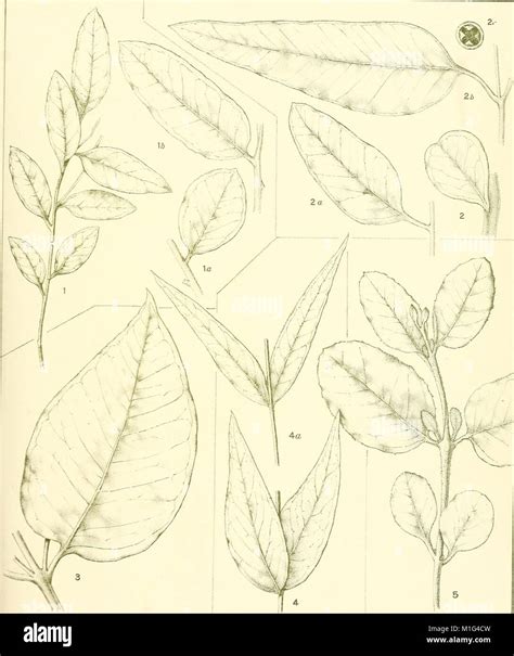 *A Critical Revision of the Genus Eucalyptus* (1903) is a detailed study and classification of ...