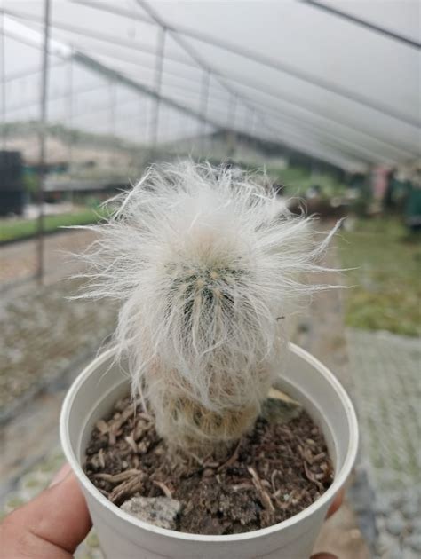 Cephalocereus Senilis (bare rooted) – Kumaun Plants