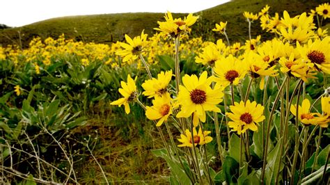 Image result for Auto Cascade Loop