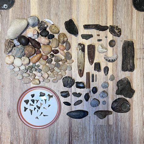 Starting the 2024 Season at Big Brook Preserve, NJ - Fossil Hunting ...