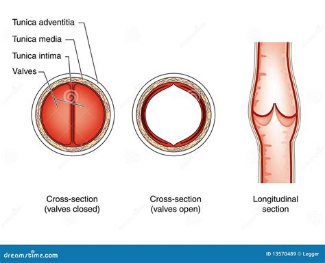 Vein Valves Stock Image | CartoonDealer.com #13570489
