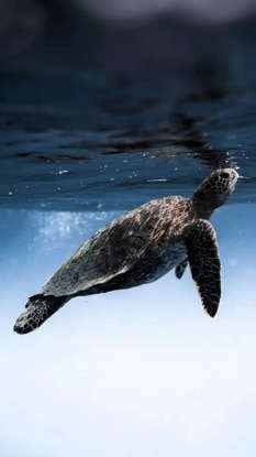 10 animals that use the Earth's magnetic field to navigate