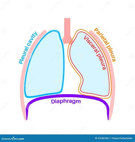 Pleura anatomical poster stock vector. Illustration of biology - 275481481