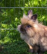 Image result for Long Haired Plush Bunny