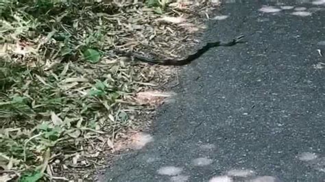 日本的蛇太多了，路上到处都是，也没人主动去打死它们！_腾讯视频