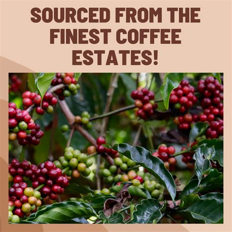 Shop Easy Brew - Cold Brew | Toffee Coffee Roasters