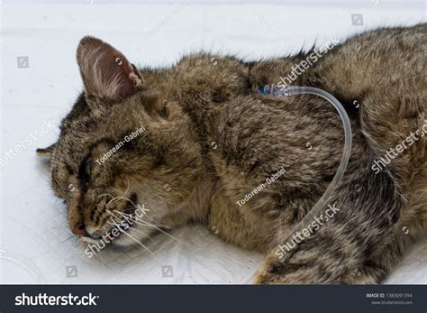 Hydration Cat By Giving Subcutaneous Fluids Stock Photo 1383091394 | Shutterstock