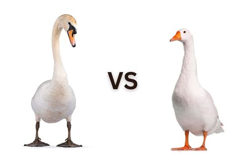 Swan vs. Goose: What's the Difference?