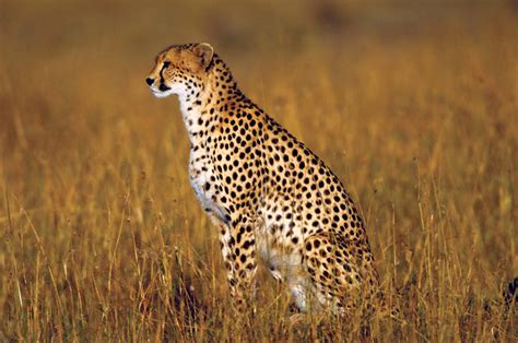 Cheetah | Description, Speed, Habitat, Diet, Cubs, & Facts | Britannica
