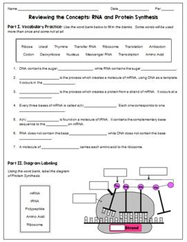 Image result for Protein Synthesis Review Worksheet