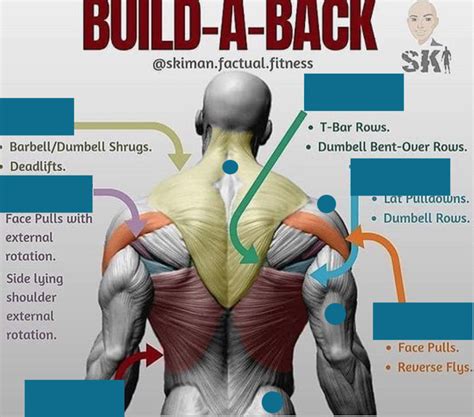 Image result for Back Muscle Chart