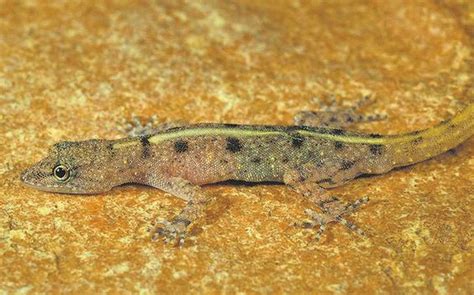 New species of gecko found in the Eastern Ghats