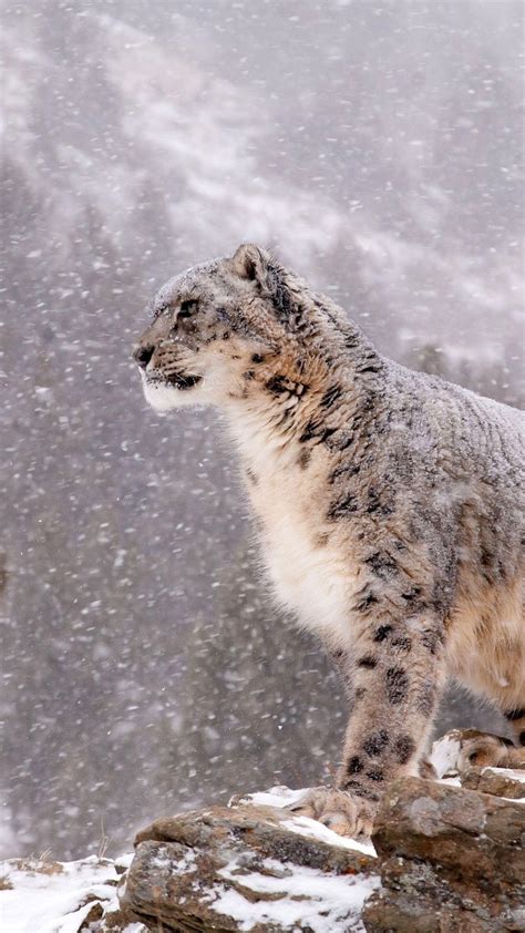 Snow Leopards Wallpapers - Wallpaper Cave