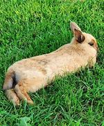 Image result for Bunny Tail Drawing