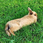 Image result for Baby Bunny Tail