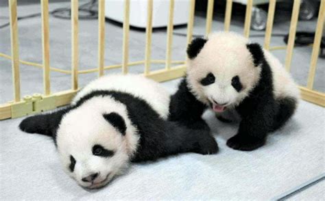 东京上野动物园两只大熊猫幼崽取名“蕾蕾”和“晓晓” - 2021年10月8日, 俄罗斯卫星通讯社