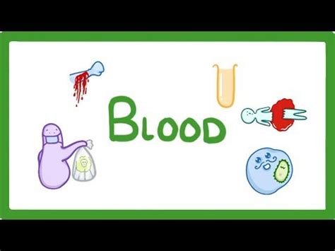 Components of Blood Video Lecture - Biology for GCSE/IGCSE - Class 10