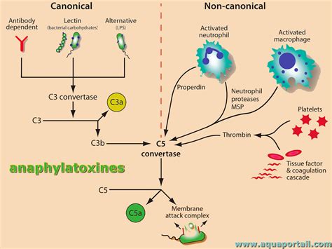 Rezultat imagine pentru What Is a Complement System