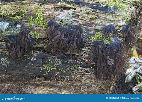 Chocolate tube slime molds stock image. Image of splendens - 76042861
