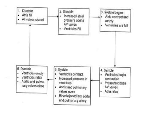 Pls provide a flow chart for Cardiac Cycle....... - Brainly.in