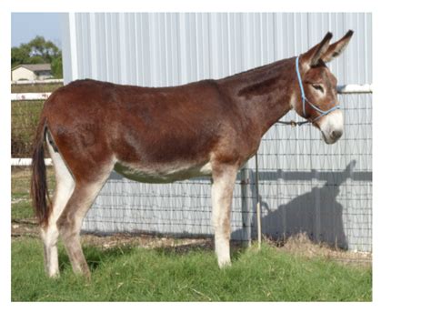 Mammoth Jackstock Jennets Jennies