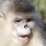Image result for Chinese Zoo Monkey
