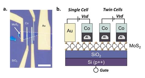 Image result for How to Add Scale Bar On Micrograph