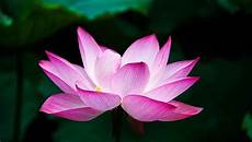 fiore loto fiore di loto significato e coltivazione eurogiardinaggio fiore loto fiore di loto significato e coltivazione eurogiardinaggio