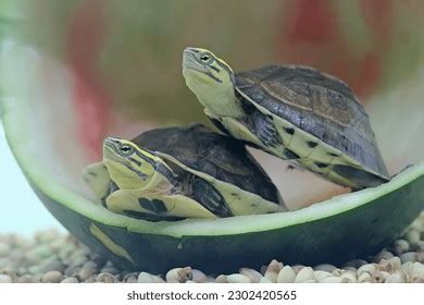 Image result for Japanese Box Turtle