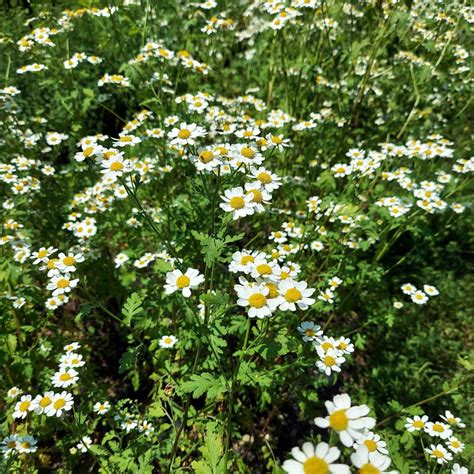 Feverfew Plant For Migraine