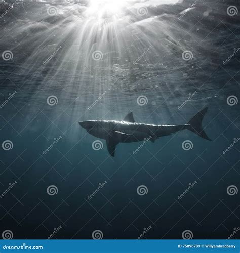 Great White Shark Underwater Stock Image - Image of scuba, snorkeling ...