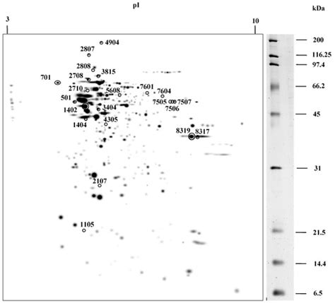 Proteomics Analysis Reveals the Implications of Cytoskeleton and ...