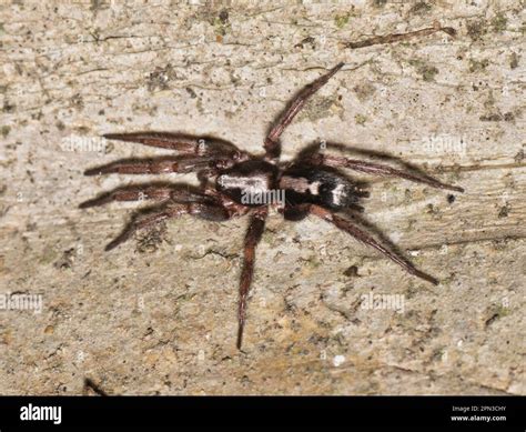 Spider spinneret hi-res stock photography and images - Alamy