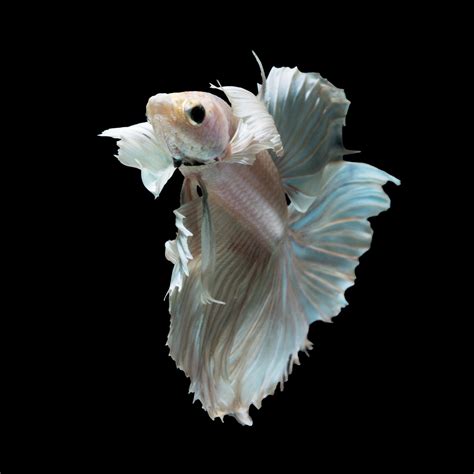 Image result for Fish Key Script Code