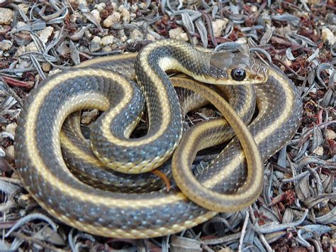 Image result for A Snake Using a Computer