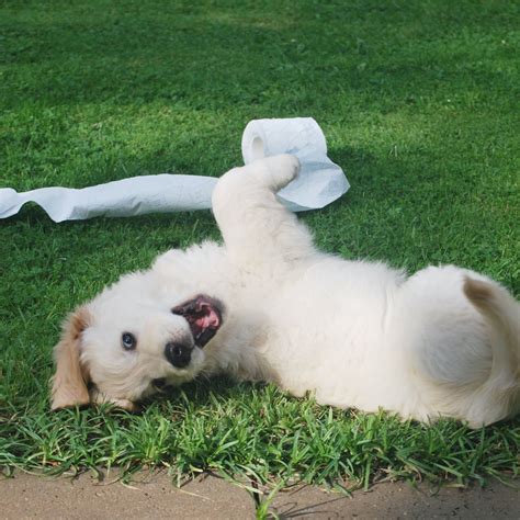 Funny Puppy