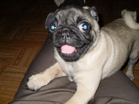 Animals With Down Syndrome Dog - Animals World