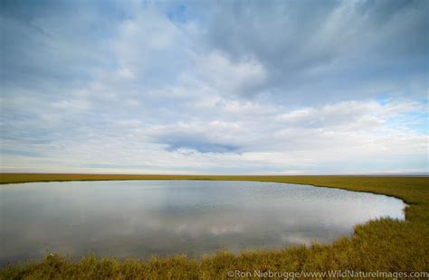 Arctic Coastal Plain | Alaska. | Photos by Ron Niebrugge