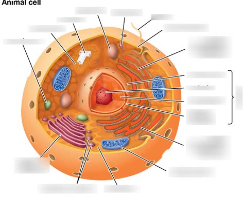 Biological Cell Structure 的图像结果